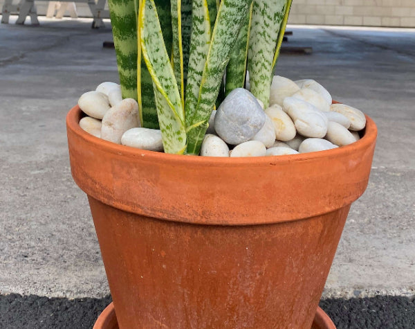 mauna-kea-snow-garden-pebbles-rocks-in-stock