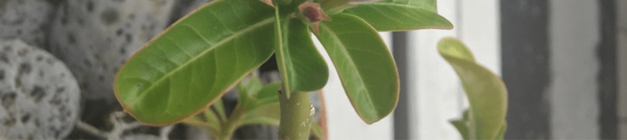 GARDEN PEBBLE – Beauty and charm for lasting outdoor spaces