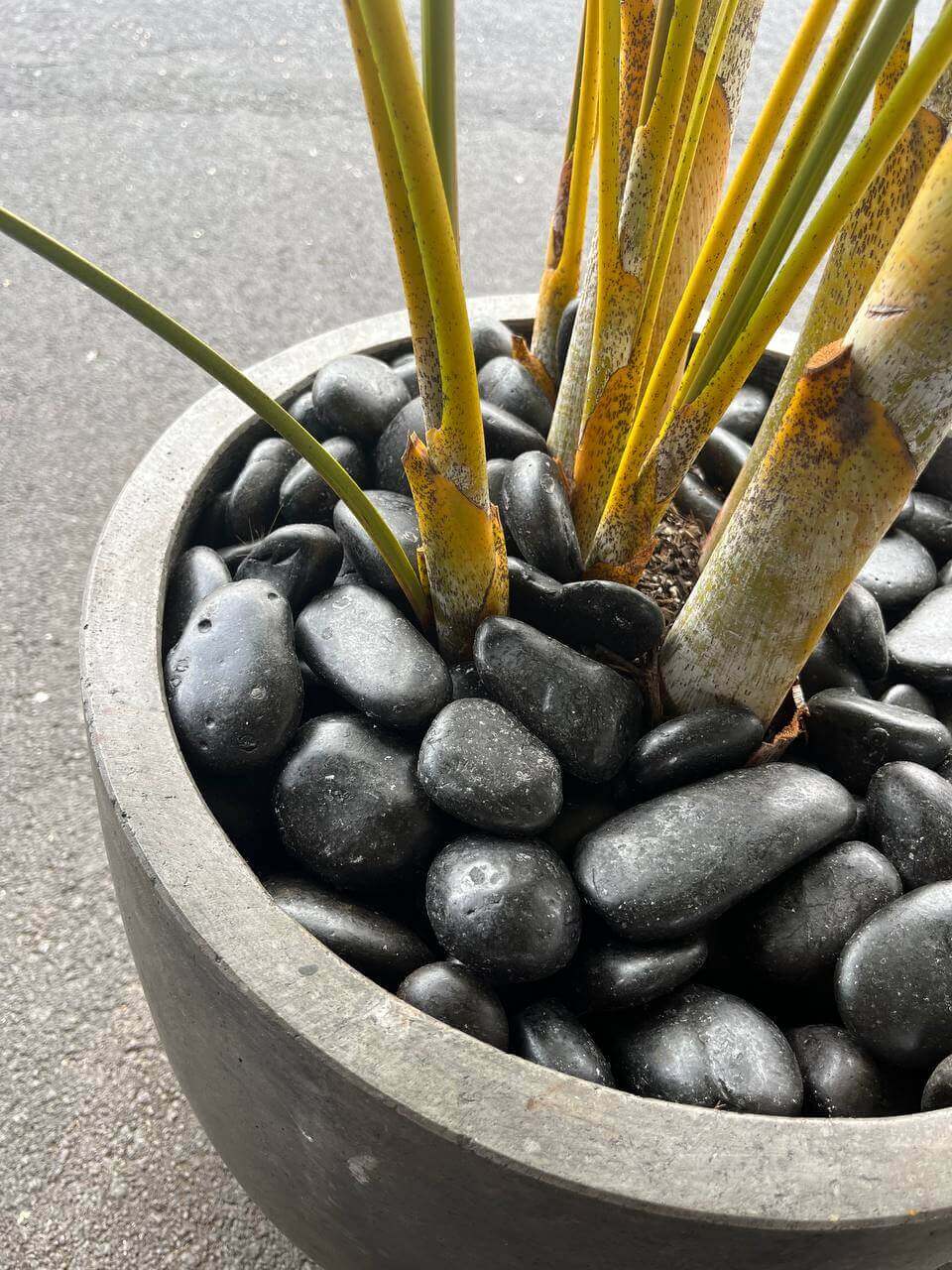 Black Sand Natural Tumbled Garden Pebbles Havaiiano - Rocks in Stock