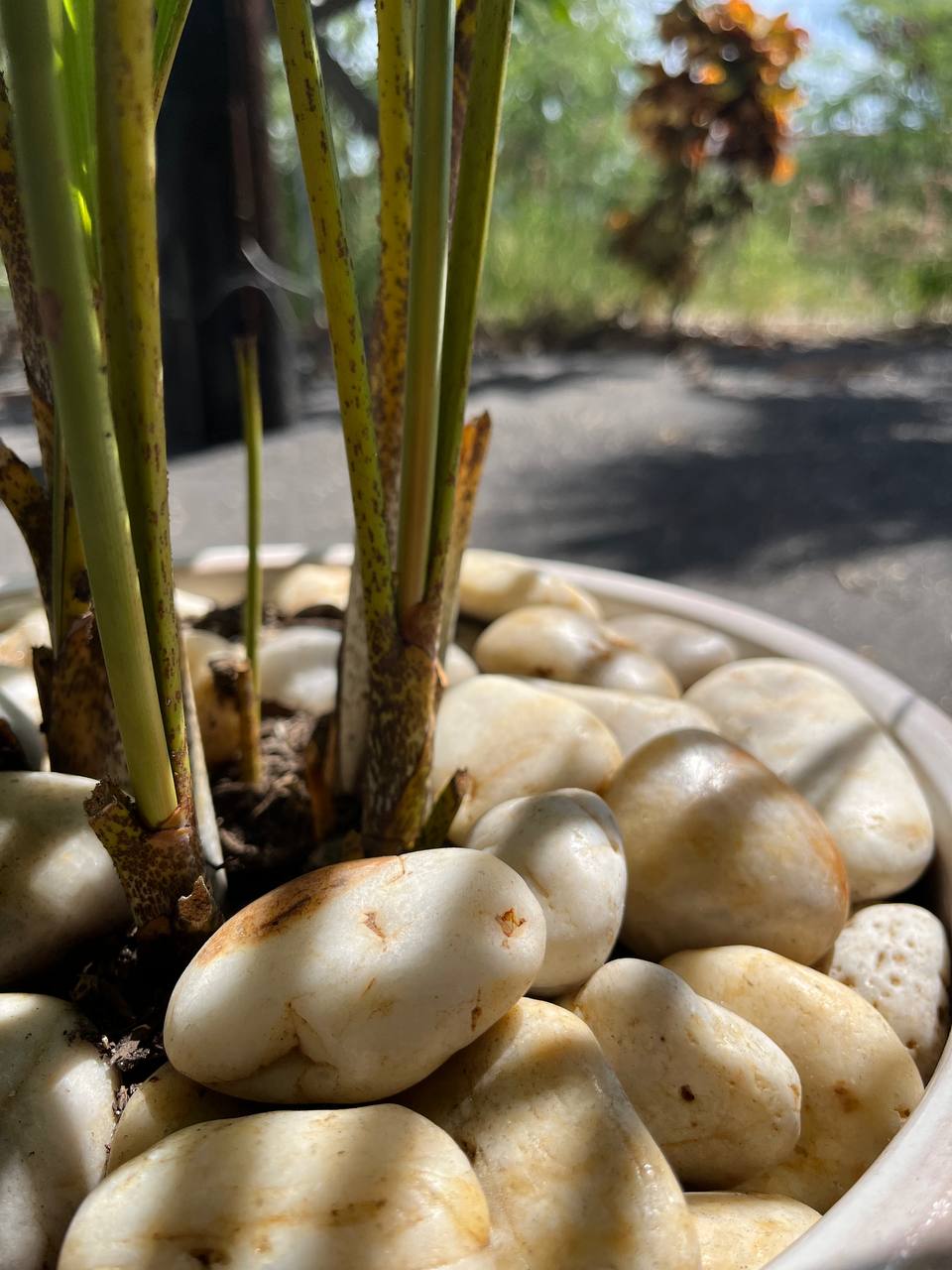Sunset Natural Tumbled Garden Pebbles Havaiiano - Rocks in Stock