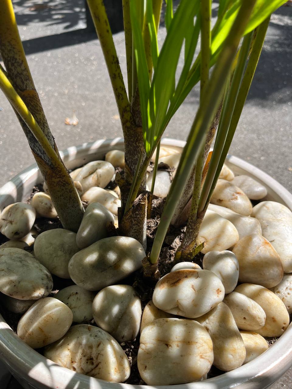 Sunset Natural Tumbled Garden Pebbles Havaiiano - Rocks in Stock