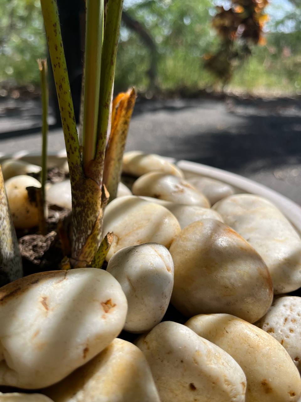 Sunset Natural Tumbled Garden Pebbles Havaiiano - Rocks in Stock