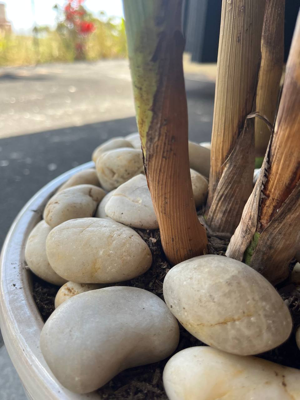 Sunset Natural Tumbled Garden Pebbles Havaiiano - Rocks in Stock