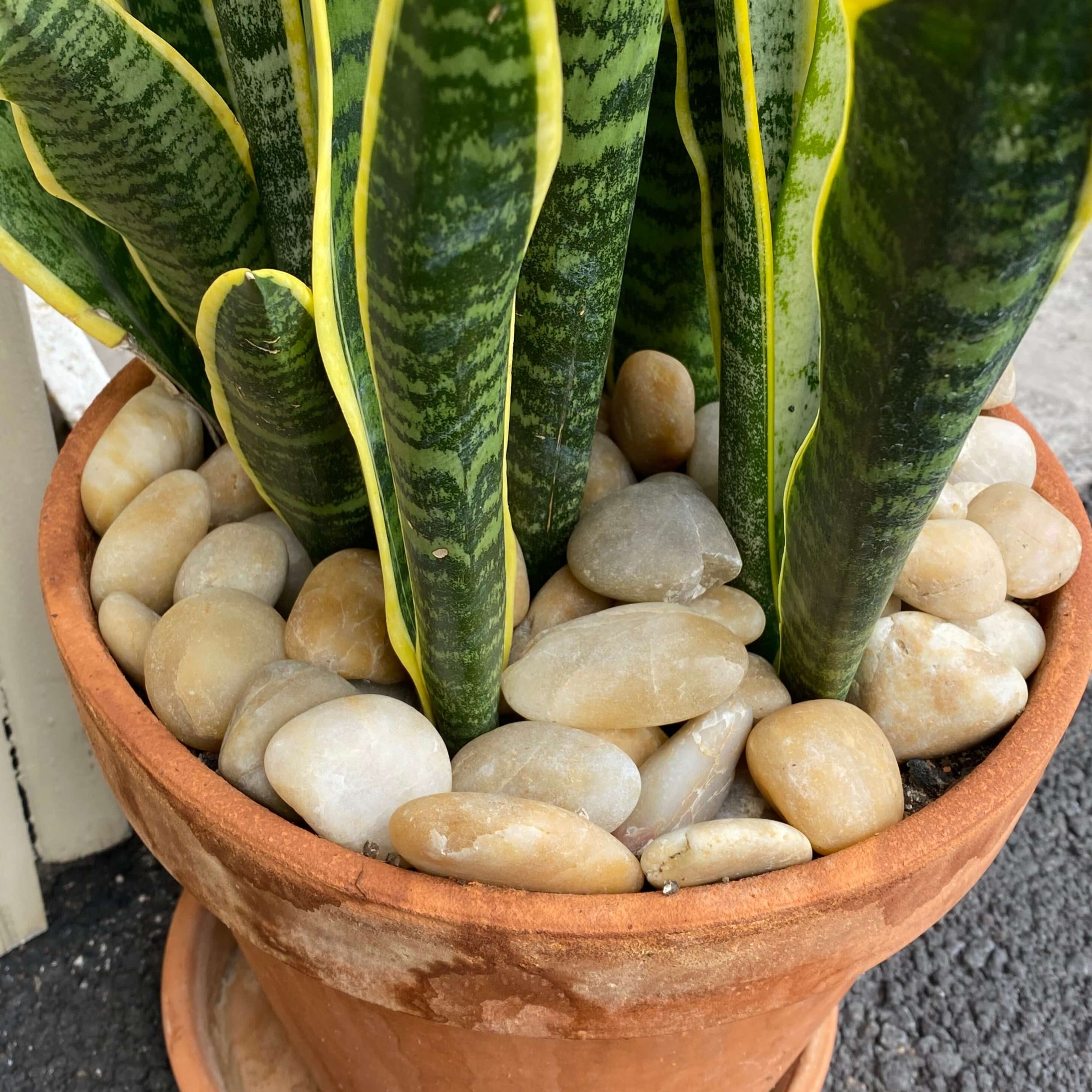 Sunset Natural Tumbled Garden Pebbles Havaiiano - Rocks in Stock
