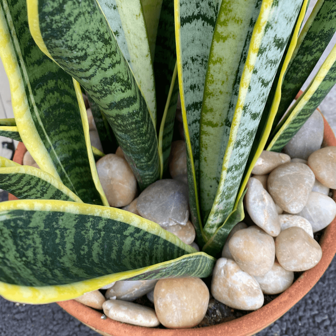 Sunset Natural Tumbled Garden Pebbles Havaiiano - Rocks in Stock