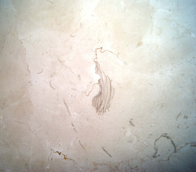 Crema Marfil Marble honed 2cm thick slab - Rocks in Stock