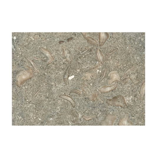 SEAGRASS Limestone honed - 18" x 12" Tile