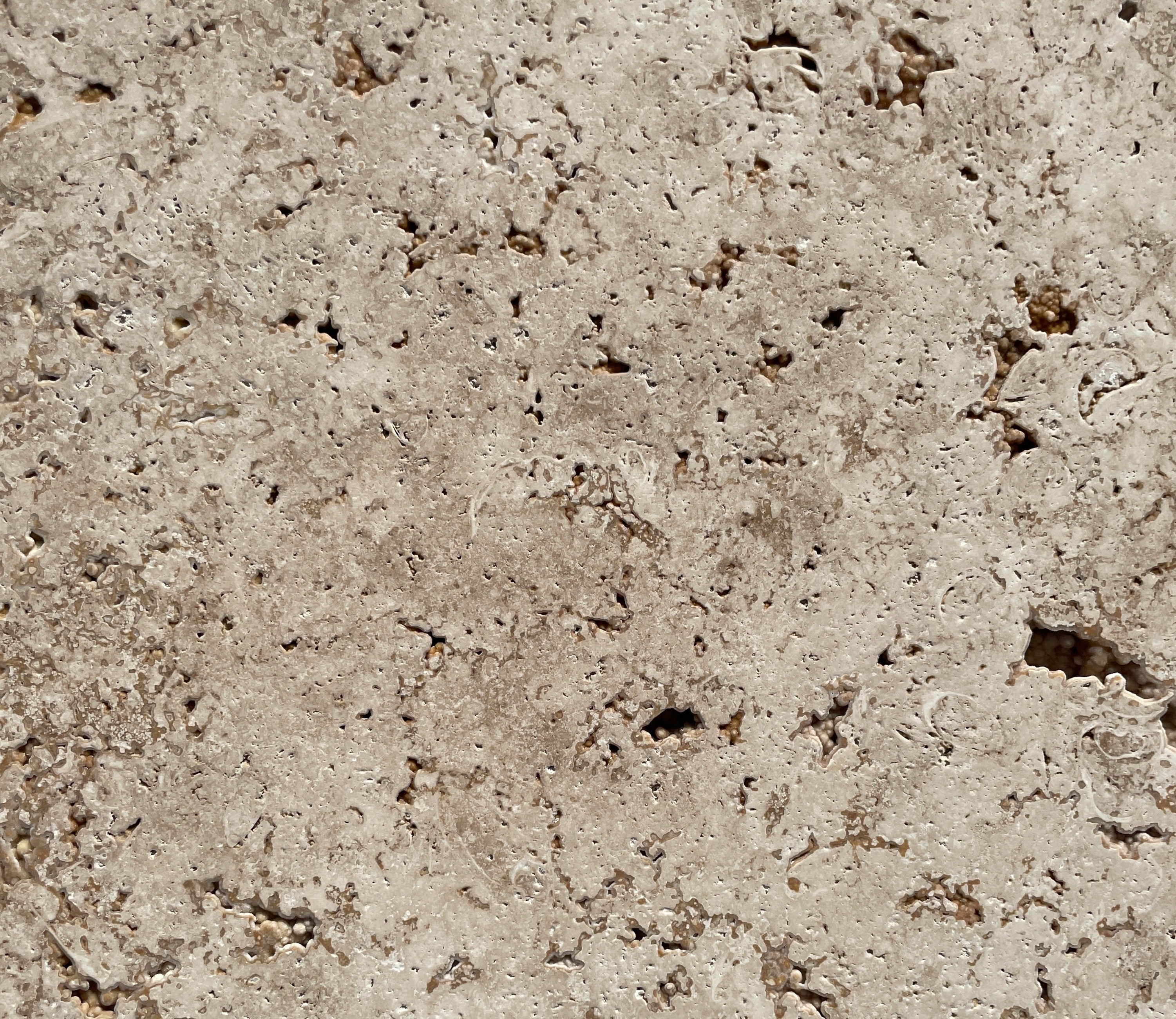 LIGHT WALNUT Travertine brushed/unfilled - 24" x 12" x 1/2" Tile