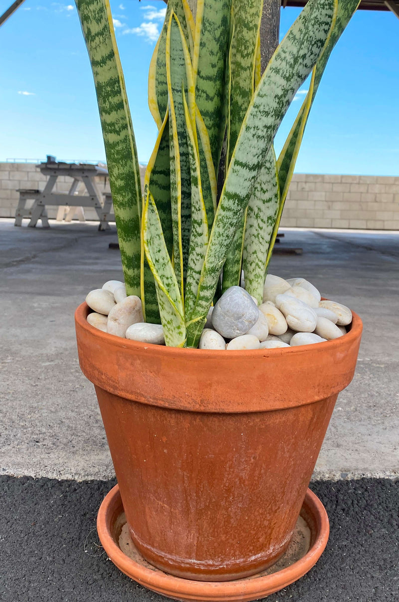 Pebble-Garden Pebbles-MAUNA KEA SNOW Pebble- Stone Supplier - Rocks in Stock